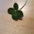 krull